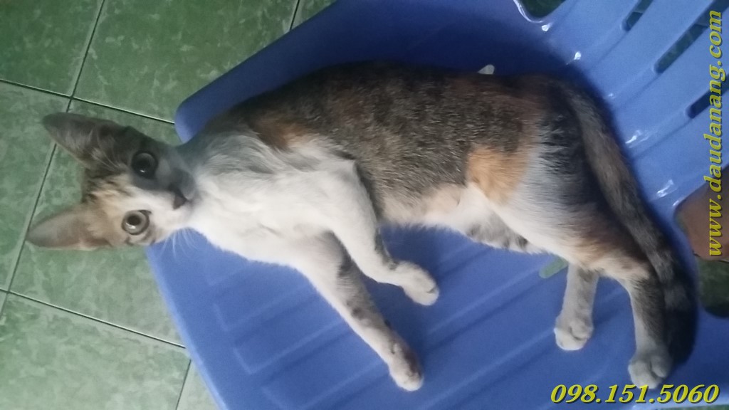 chu meo con duoc dau tram thien an cuu song