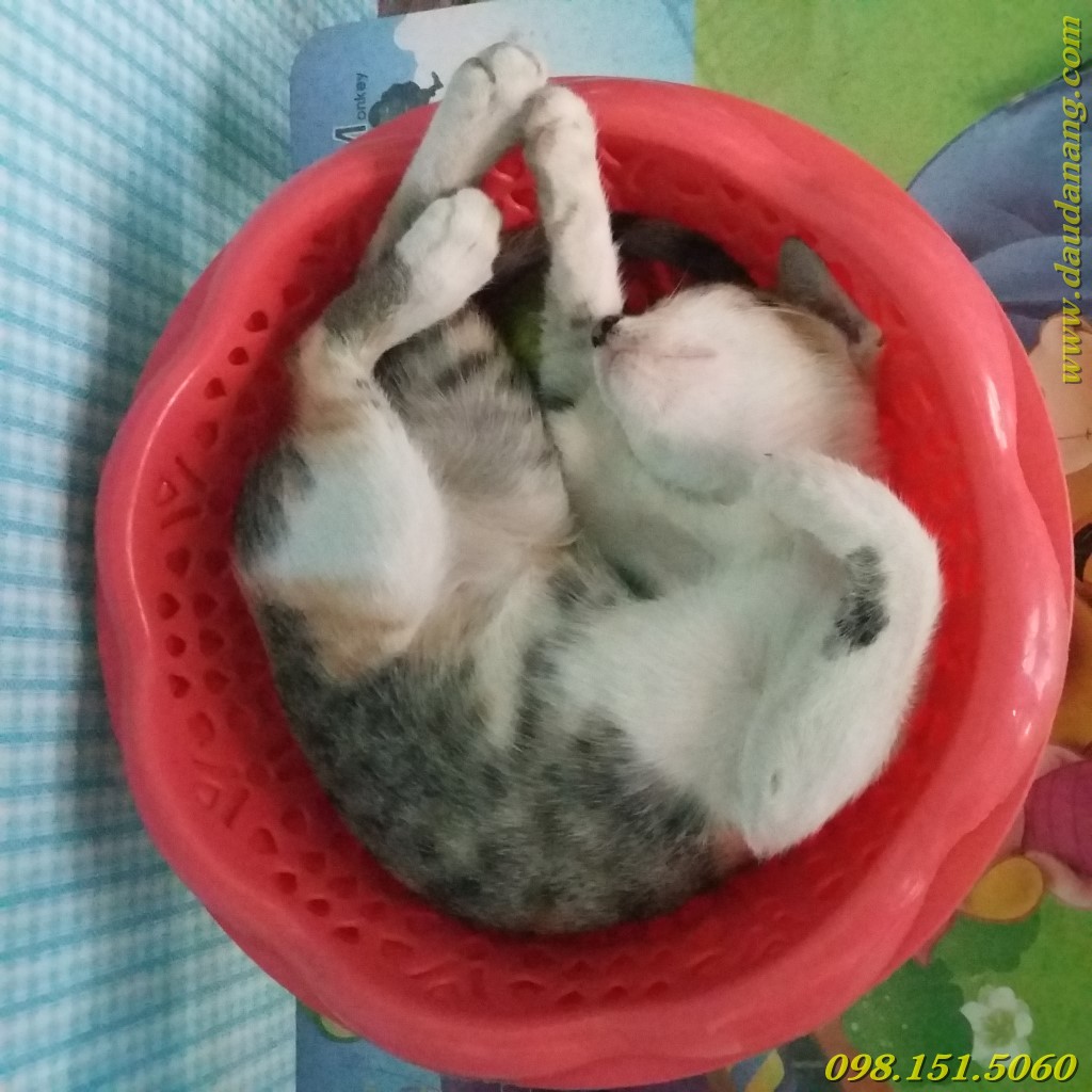 chu meo con duoc dau tram thien an cuu song 10