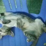 chu meo con duoc dau tram thien an cuu song 11