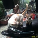 chu meo con duoc dau tram thien an cuu song 6