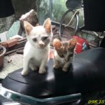 chu meo con duoc dau tram thien an cuu song 8