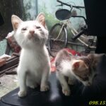 chu meo con duoc dau tram thien an cuu song 9