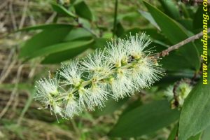 Dầu tràm dùng để làm gì ?