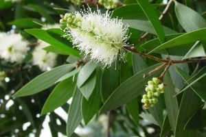 Tác dụng của tinh dầu tràm đối với em bé và trẻ sơ sinh.