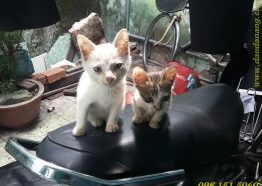 Sự tích Dầu Tràm Thiên An cứu sống những chú mèo