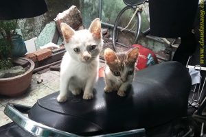 Sự tích Dầu Tràm Thiên An cứu sống những chú mèo